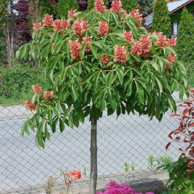 800px-Aesculus_x_carnea_PICT0366Aesculus carnea Briotii — копия